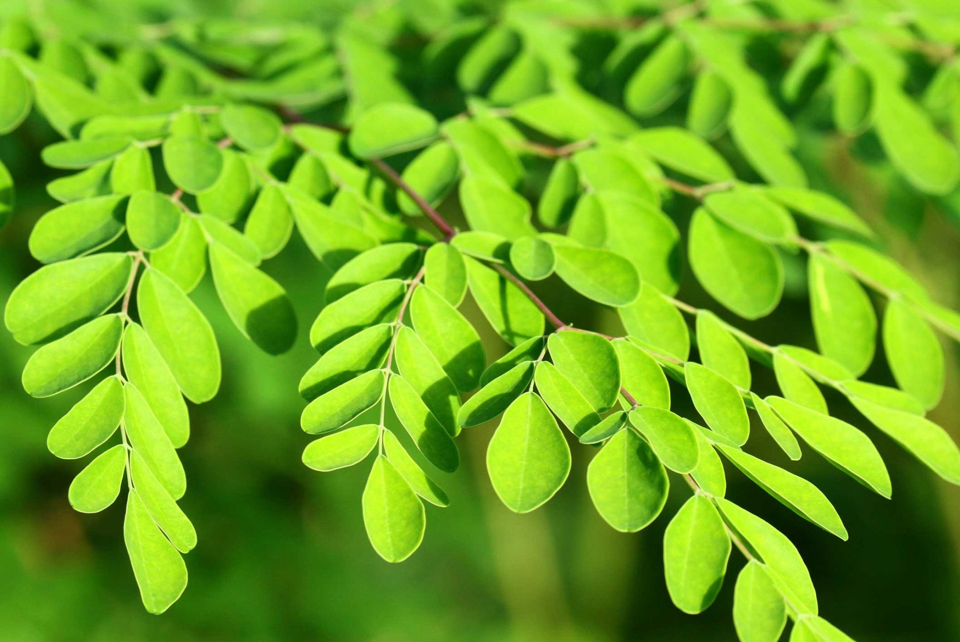 moringa